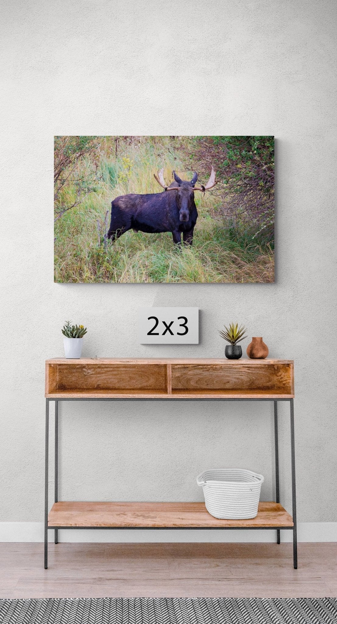 Bull Moose Photo, Rocky Mountain National Park, Moose Canvas Art, Wildlife Wall Photography, Colorado Wall Art, Fine Art Animal Prints - SandyDobbsFineArtPhotography