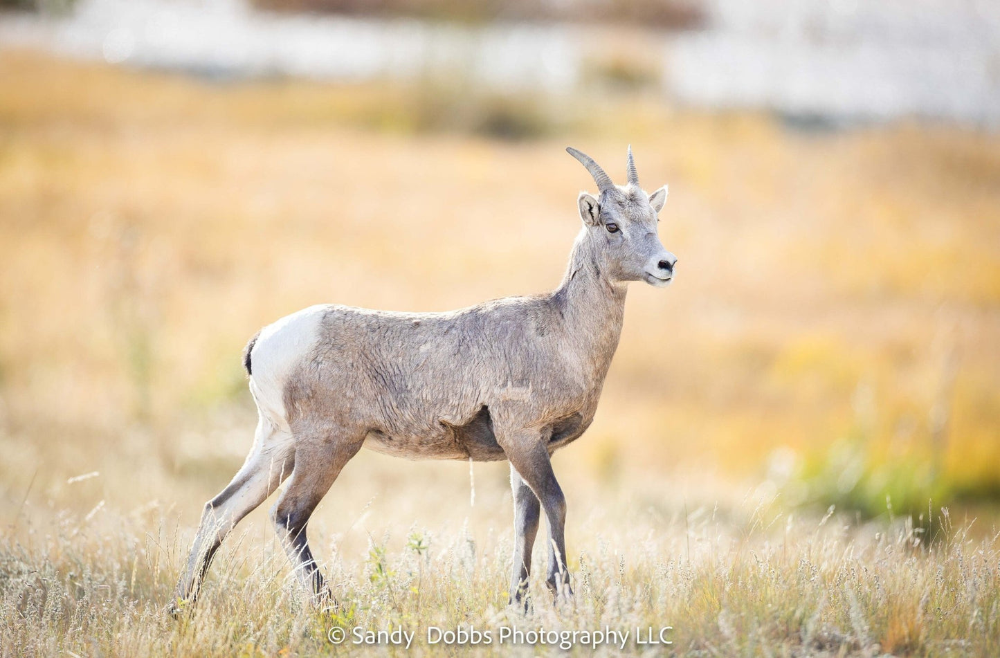 Big Horn Ewe at Sheep's Lake, Wildlife Wall Canvas, Rocky Mountain National Park, Colorado Art Prints, Decor for Home and Office, Original - SandyDobbsFineArtPhotography