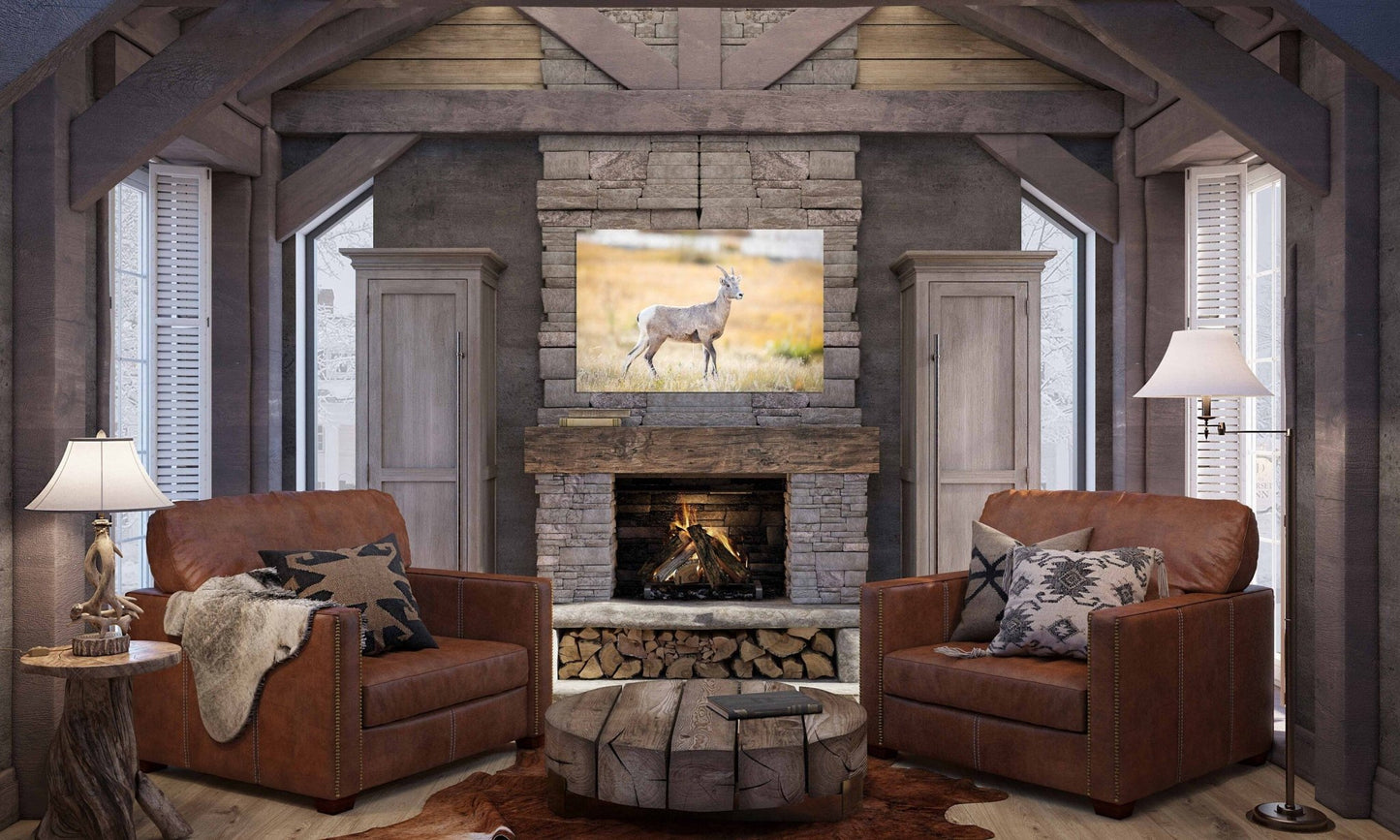 Big Horn Ewe at Sheep's Lake, Wildlife Wall Canvas, Rocky Mountain National Park, Colorado Art Prints, Decor for Home and Office, Original - SandyDobbsFineArtPhotography