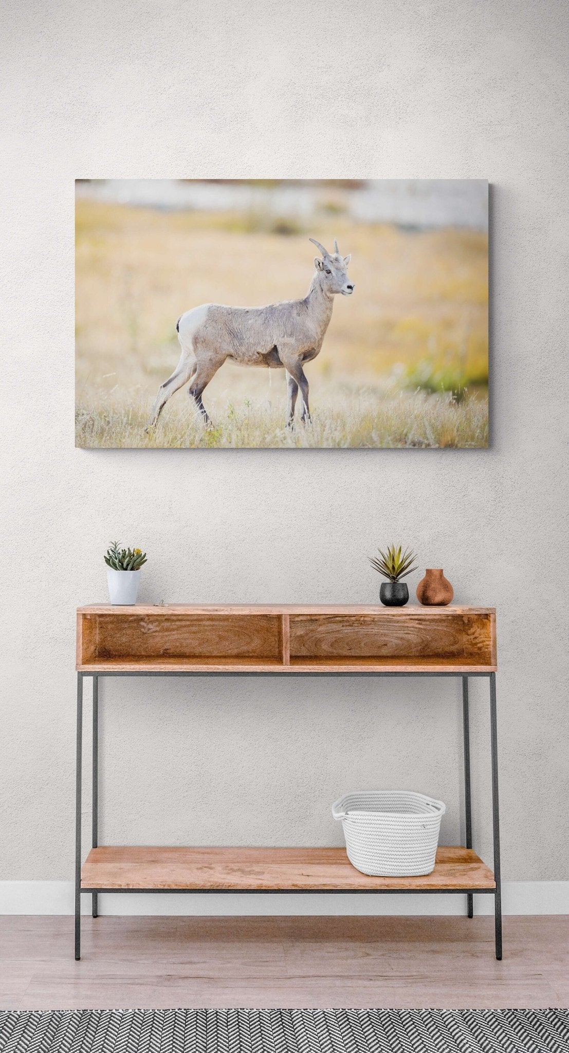 Big Horn Ewe at Sheep's Lake, Wildlife Wall Canvas, Rocky Mountain National Park, Colorado Art Prints, Decor for Home and Office, Original - SandyDobbsFineArtPhotography