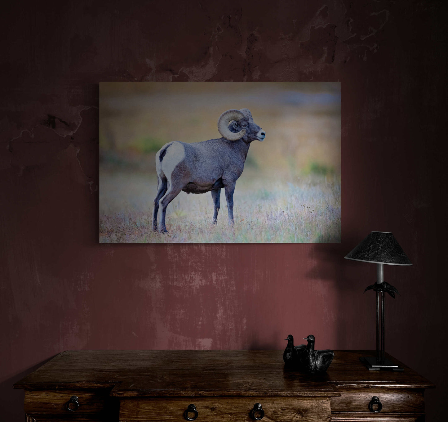 Big Horn Ram at Sheep's Lake, Wildlife Wall Canvas, Rocky Mountain National Park, Colorado Art Prints, Decor for Home and Office, Original - SandyDobbsFineArtPhotography