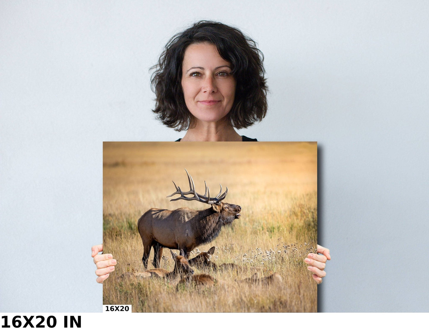 Bull Elk Bugling, Wildlife Wall Canvas, Rocky Mountain National Park, Colorado Canvas Art Prints, Original Elk Photography, Made in the USA - SandyDobbsFineArtPhotography