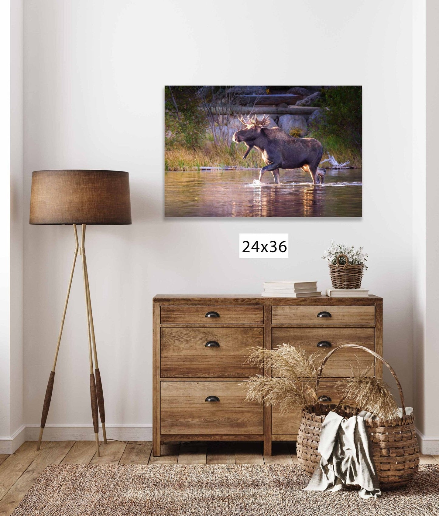 Bull Moose Wildlife Wall Canvas, Rocky Mountain National Park, Colorado Art Prints, Moose Photography, Original, Made in the USA - SandyDobbsFineArtPhotography