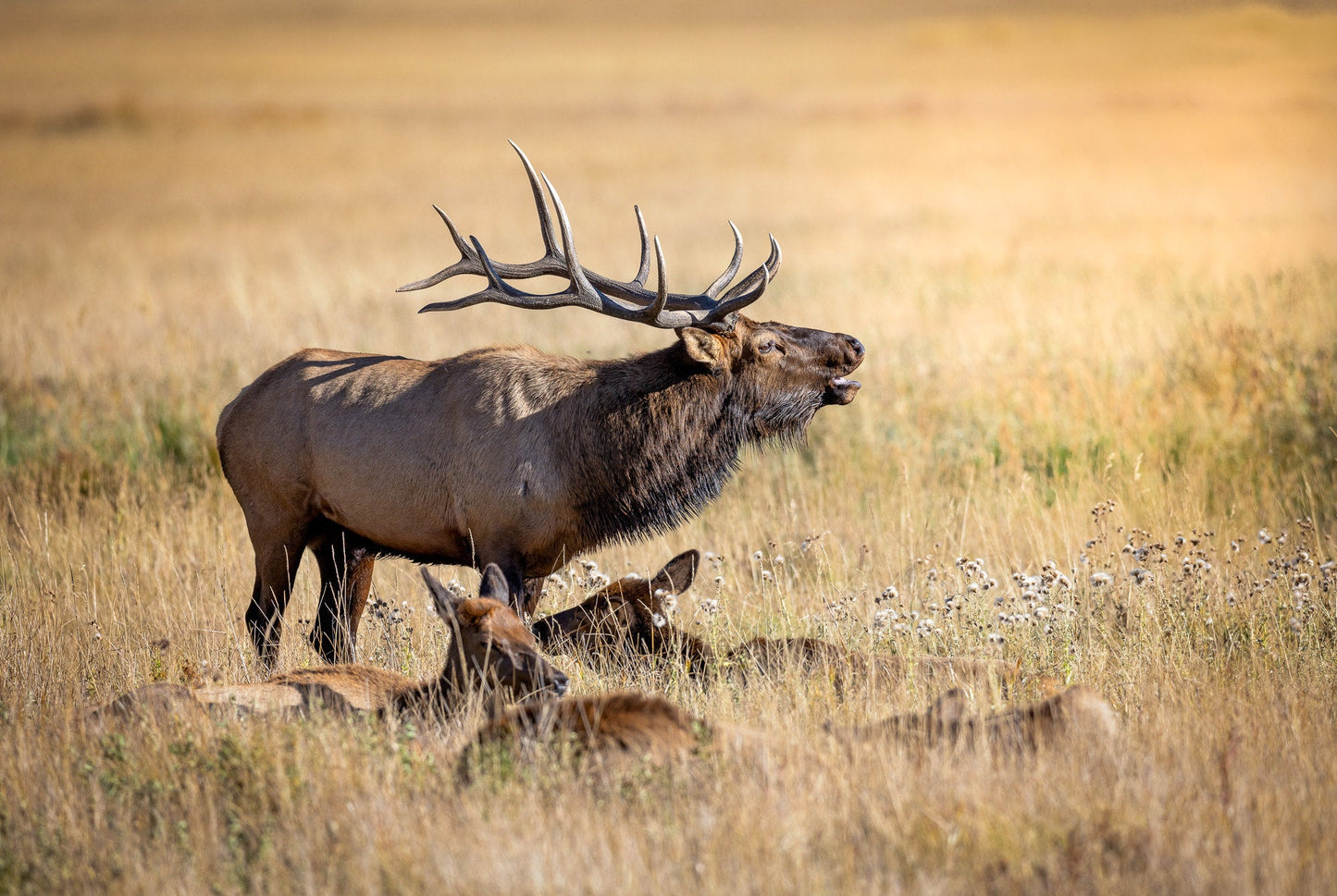 Bull Elk Bugling, Wildlife Wall Canvas, Rocky Mountain National Park, Colorado Canvas Art Prints, Original Elk Photography, Made in the USA - SandyDobbsFineArtPhotography