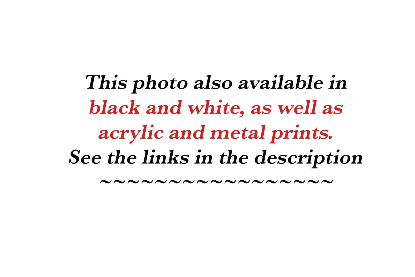 Buffalo Bison Photograph Canvas Print, Yellowstone National Park Wildlife Photography, Wildlife Wall Art Decor, USA Original Photographer - SandyDobbsFineArtPhotography