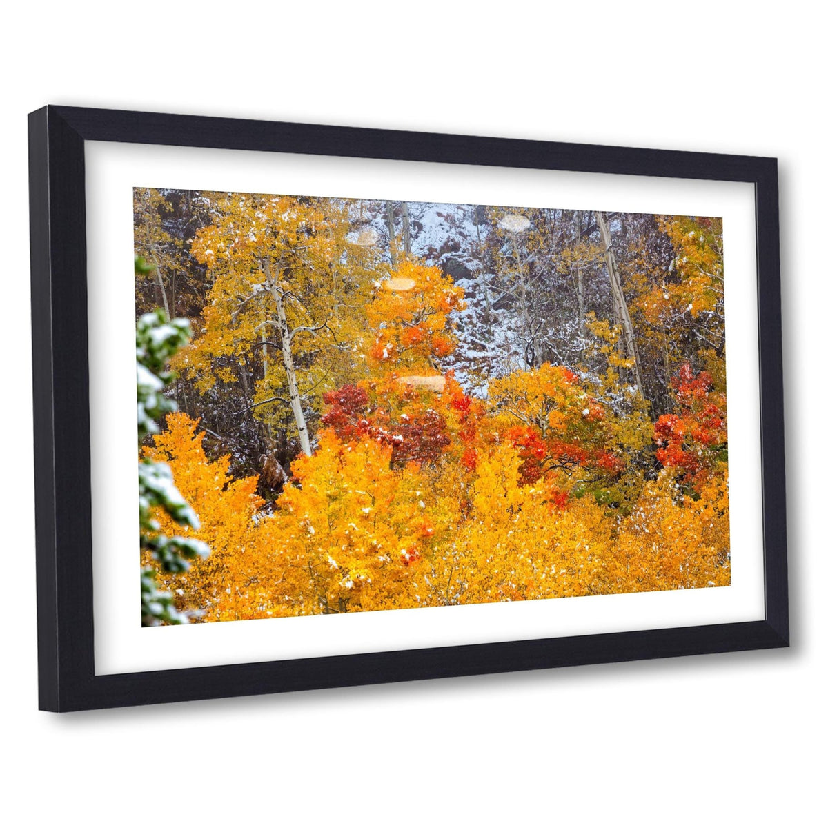Vivid aspens in autumn colors of orange, gold and red, dusted with snow. Photo taken in Rocky Mountain National Park along Bear Lake Road in October 2025. Image available in paper, canvas, metal or acrylic prints. This photo shows an example of a paper print in a black frame with mat.