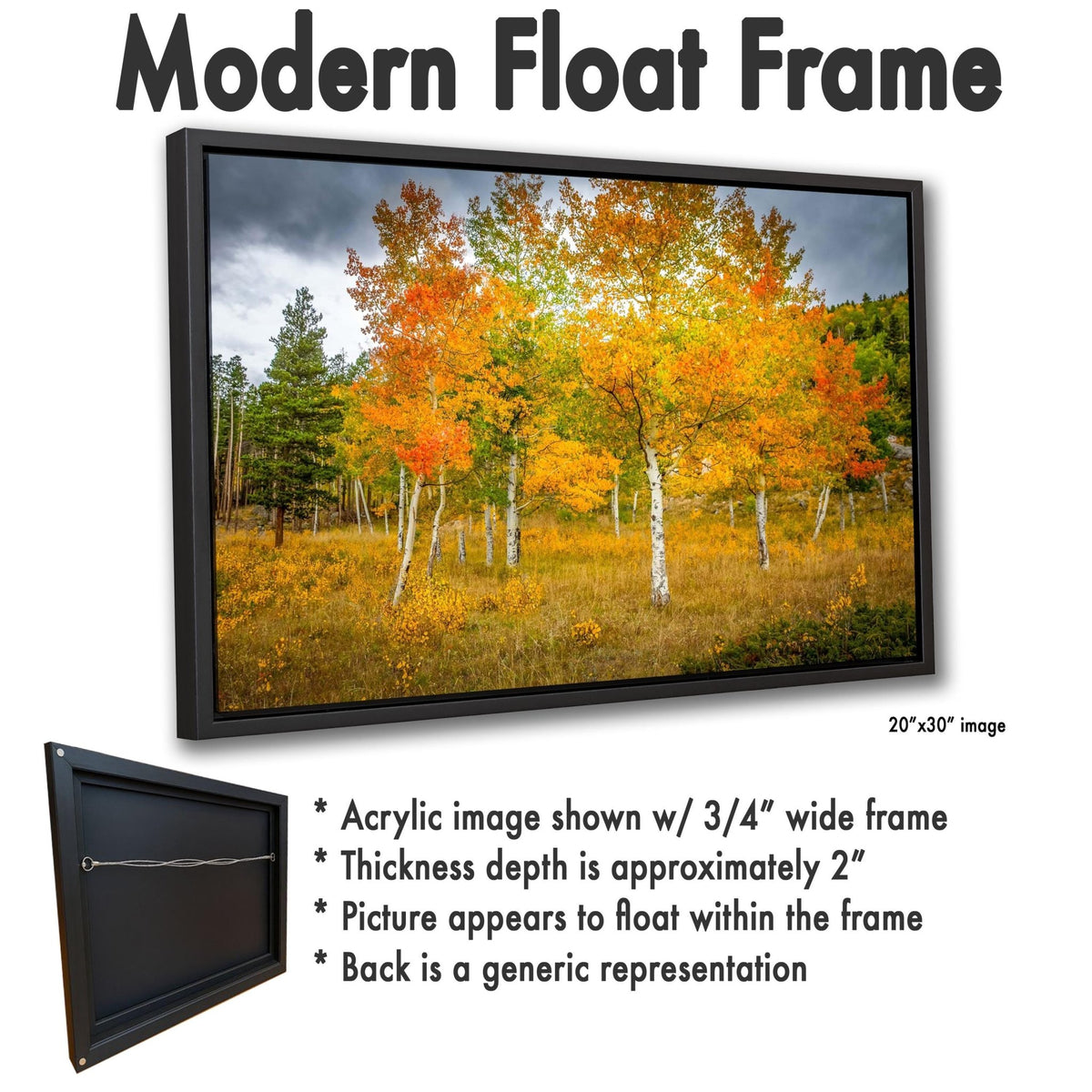 The image is a modern float frame that showcases a scenic autumn landscape with a group of trees displaying vibrant orange and yellow foliage. The frame is described as having a 20" x 30" image, a 3/4" wide frame, a thickness of approximately 2", and a picture that appears to float within the frame. The back of the frame is described as a generic representation.