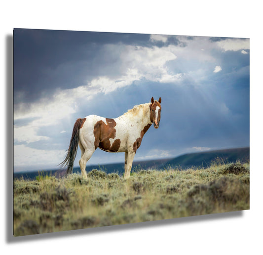 Wild Pinto Stallion Photo, Wyoming Mustang Horses Wall Art Print, Rocky Mountain Large Wildlife Canvas, Cowboy Old West Decor for Home - SandyDobbsFineArtPhotography