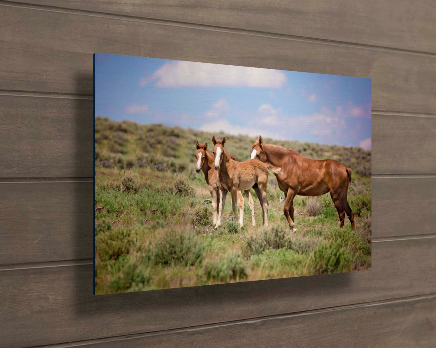 Wild Mustang Foals Canvas Photo, Wild Baby Horses in Colorado Wall Art Print, Wildlife Canvas, Cowboy Old West, Rustic Home or Office Decor
