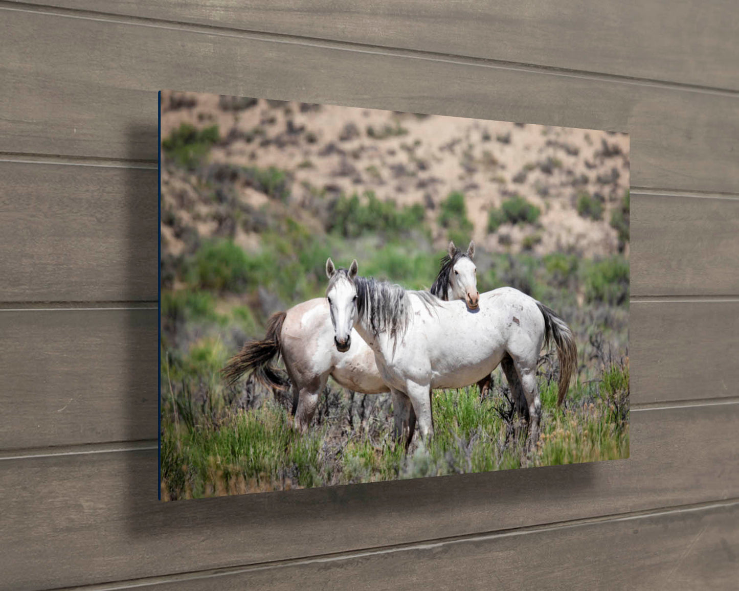 Wild Mustangs Photo, Wild Horses in Colorado Wall Art Print, Pinto and Gray Mares, Wildlife Canvas, Cowboy Old West Decor for Home or Office