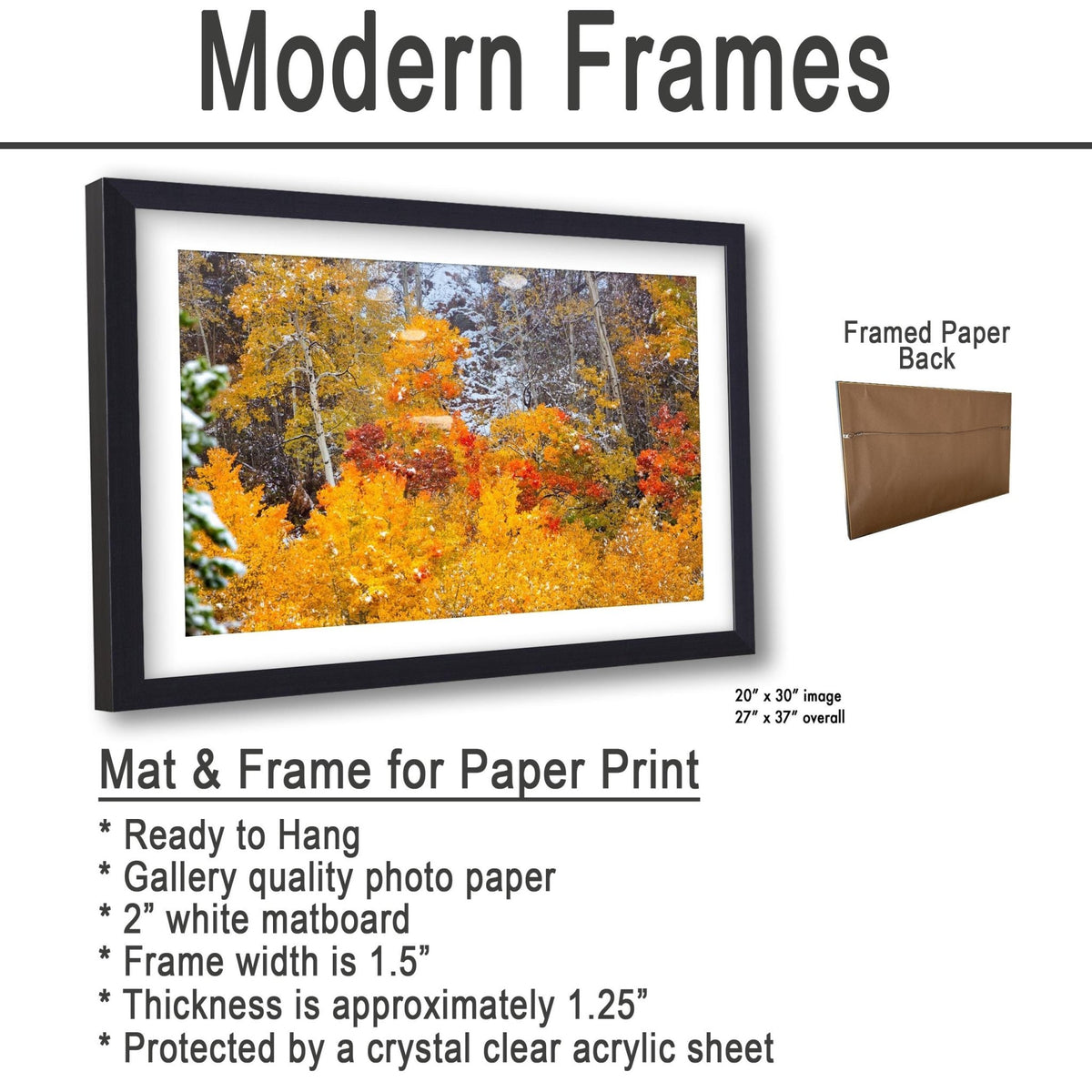 Autumn Aspens in Snow Print, Rocky Mountain National Park Wall Art, Colorado Fall Colors