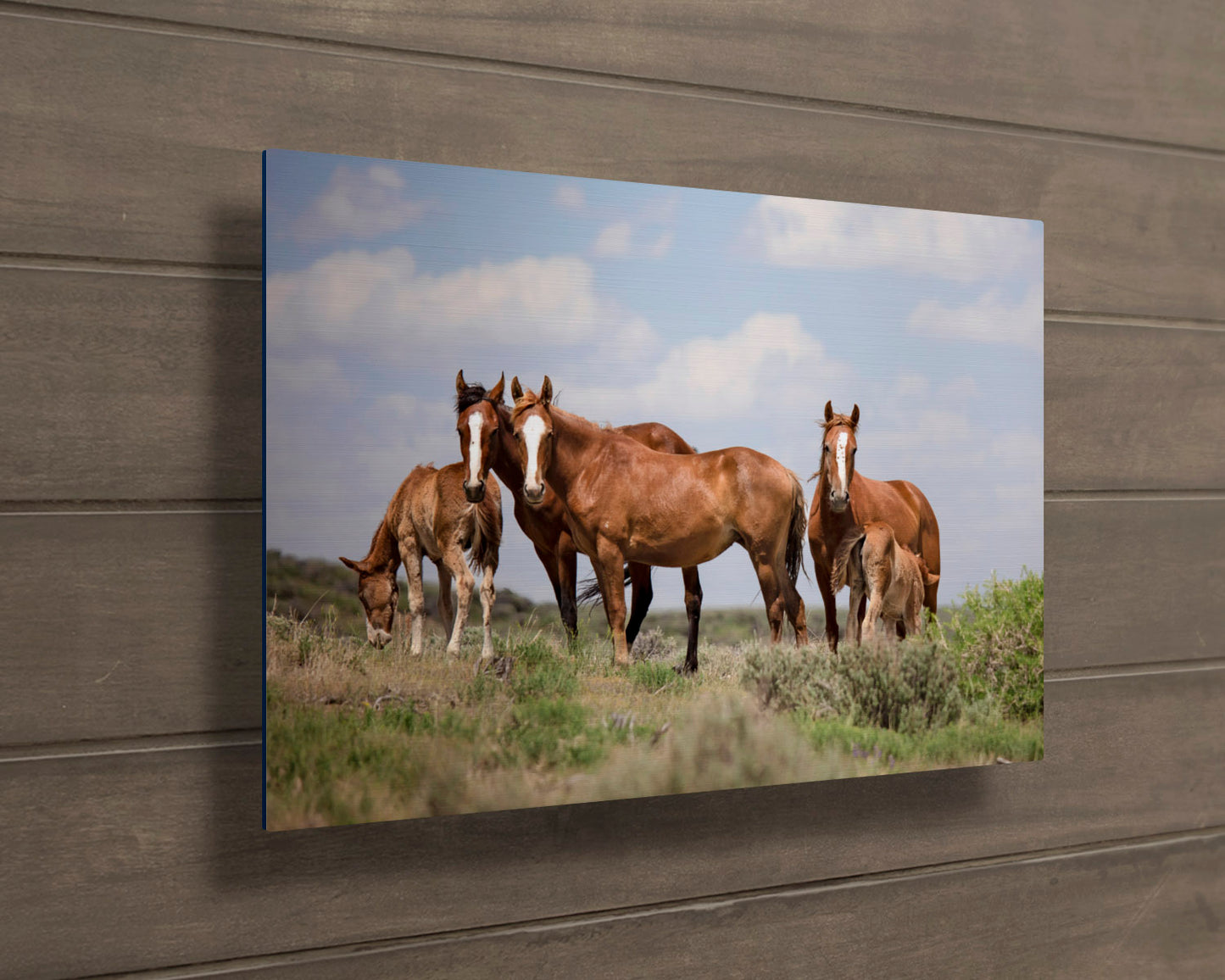 Wild Horses in Colorado Canvas Art, Wild Mustangs Photo Wall Print, Chestnut Mares and Foals, Cowboy Old West Decor for Home or Office