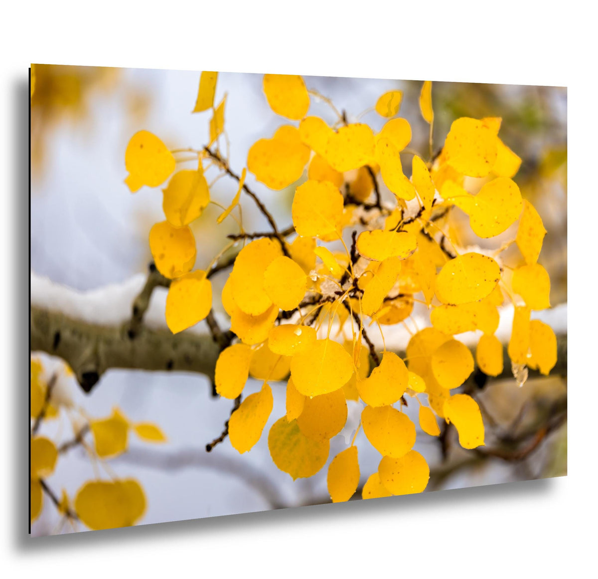 A close-up view of a branch with yellow leaves, likely from a deciduous tree, against a blurred background.