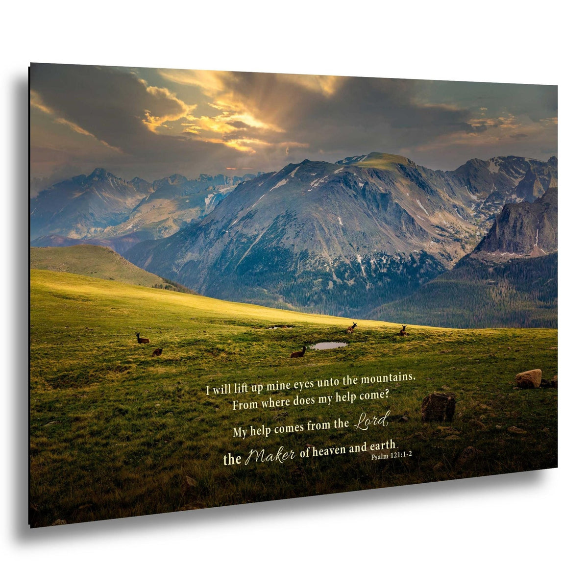 Psalm 121 Christian Wall Art, Bible Verse, Trail Ridge Road Rocky Mountain National Park Colorado, Elk at Sunset - SandyDobbsFineArtPhotography