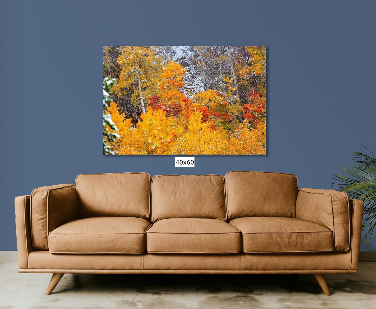 Vivid aspens in autumn colors of orange, gold and red, dusted with snow. Photo taken in Rocky Mountain National Park along Bear Lake Road in October 2025. Image available in paper, canvas, metal or acrylic prints.
This photo showing the image hung on a blue wall over a brown leather couch.