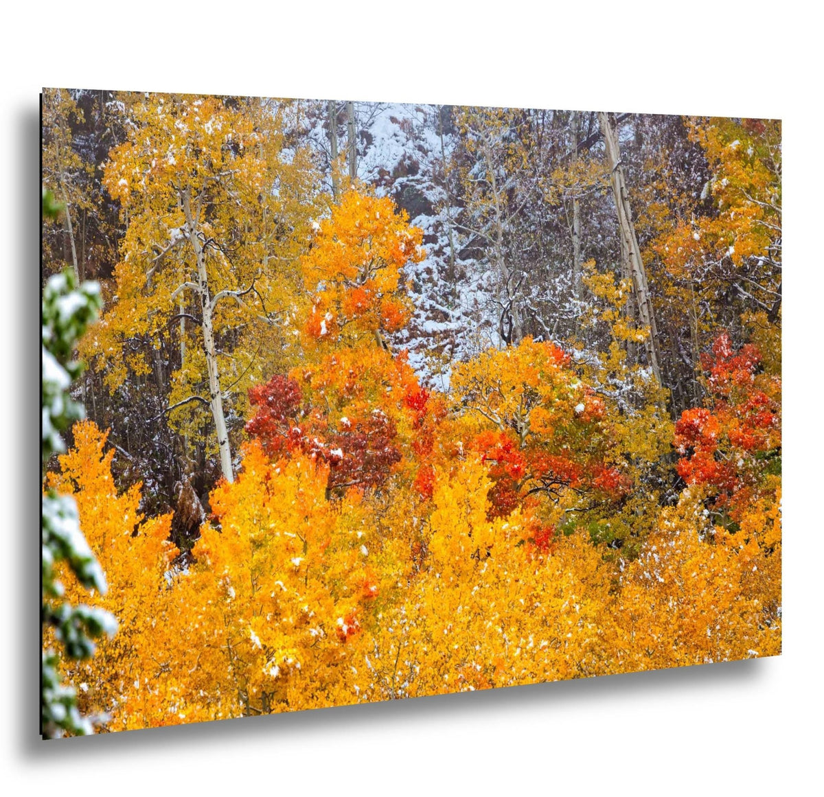 Vivid aspens in autumn colors of orange, gold and red, dusted with snow. Photo taken in Rocky Mountain National Park along Bear Lake Road in October 2025. Image available in paper, canvas, metal or acrylic prints.