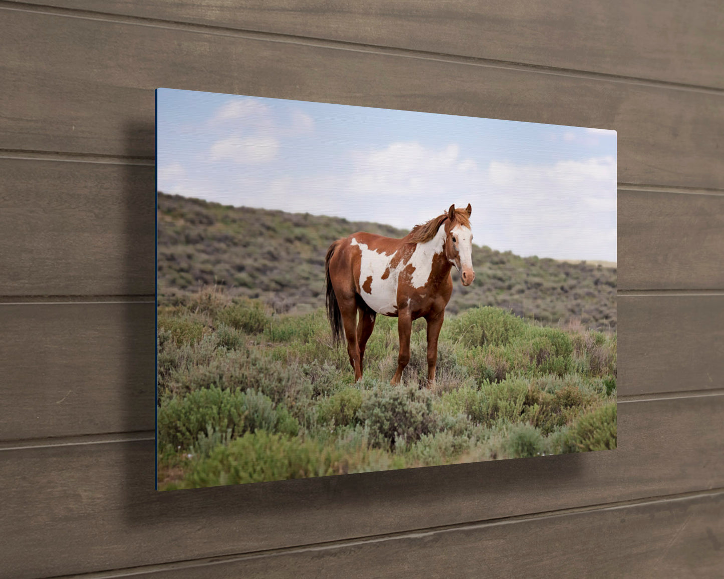 Wild Mustang Pinto Stallion Photo, Wild Paint Horse in Colorado Wall Art Print, Wildlife Canvas, Cowboy Old West Decor for Home or Office