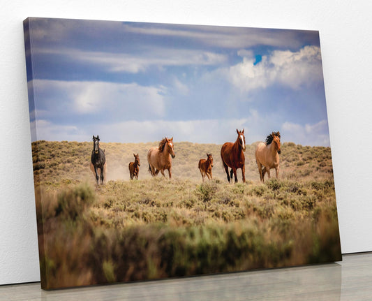 Wild Horses Running Photo Canvas Print, Colorado Cowboy Old West Decor for Home or Office, Mustangs Mares and Foals, Mountain Desert Scenery - SandyDobbsFineArtPhotography