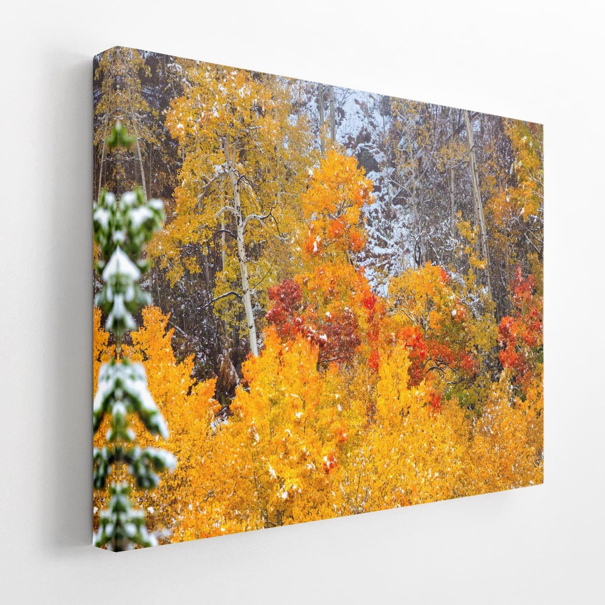 Vivid aspens in autumn colors of orange, gold and red, dusted with snow. Photo taken in Rocky Mountain National Park along Bear Lake Road in October 2025. Image available in paper, canvas, metal or acrylic prints. This photo shows the example of the wrapped canvas print.