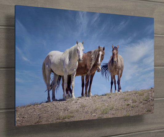 Wild Horses in Colorado Wall Art Print, Wild Mustangs Photo, Horse Lover Gift, Wildlife Canvas, Cowboy Old West Decor, Original Photography - SandyDobbsFineArtPhotography