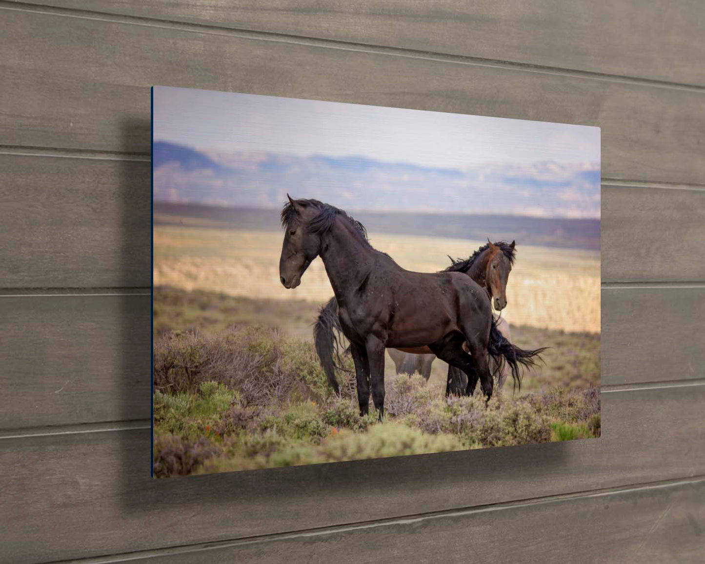 Wild Black Mustang Stallion Standing Photo, Wild Horses in Colorado Wall Art Print, Wildlife Canvas, Cowboy Old West Home or Office Decor