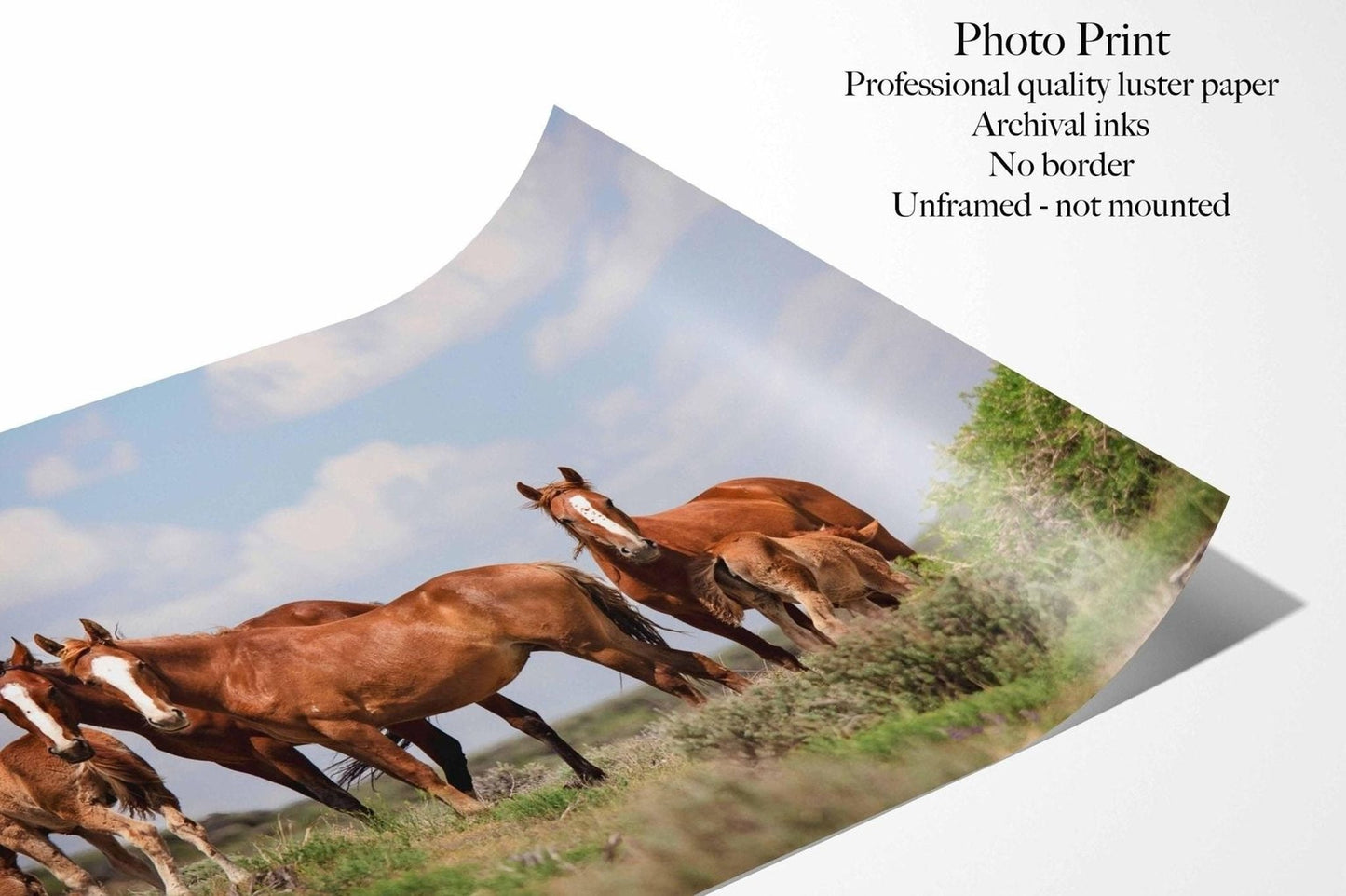 Wild Horses Photography Print - Running Mustangs Photo | Colorado Horse Print & Rustic Cabin Decor - SandyDobbsFineArtPhotography
