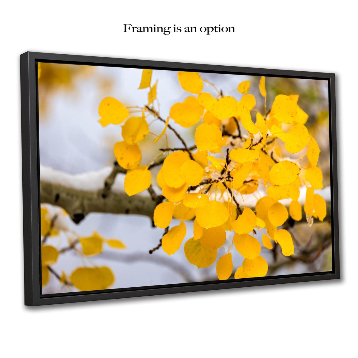 A close-up view of a branch with yellow leaves against a blurred background, suggesting a fall or winter scene.