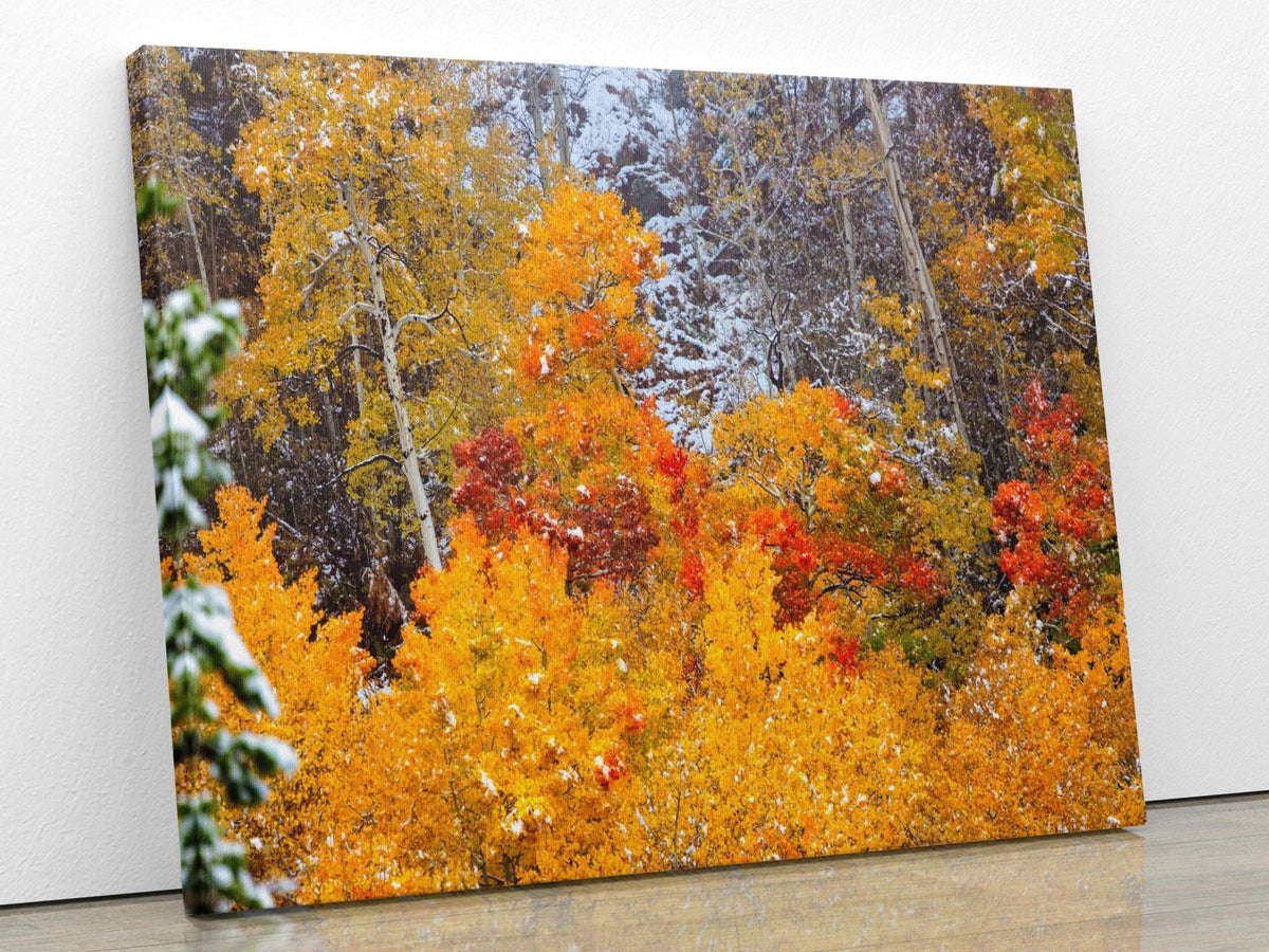 Vivid aspens in autumn colors of orange, gold and red, dusted with snow. Photo taken in Rocky Mountain National Park along Bear Lake Road in October 2025. Image available in paper, canvas, metal or acrylic prints.
This photo showing the image printed on a wrapped canvas option.