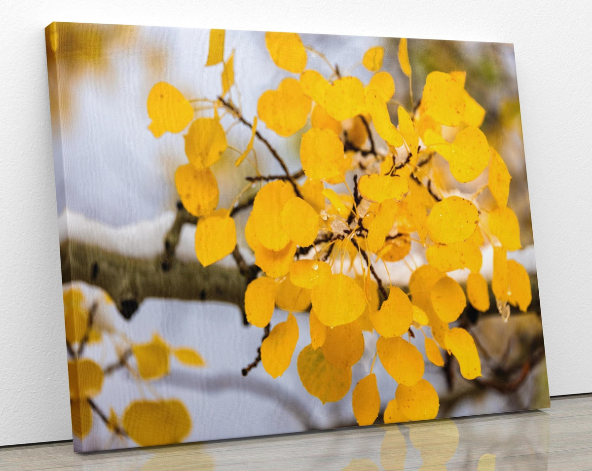 A close-up view of a branch with yellow leaves, likely from a tree, against a blurred background.