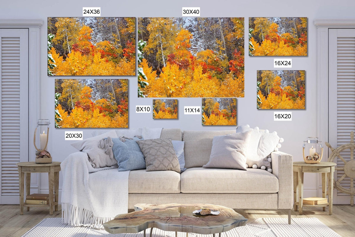 Autumn Aspens in Snow Print, Rocky Mountain National Park Wall Art, Colorado Fall Colors
