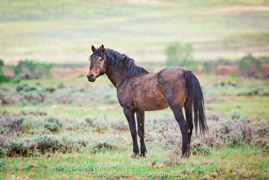 Wild Stallion, Wild Horse Wall Art, Wild Mustang, Wyoming Wildlife Canvas Wall Art Prints, Decor for Home ,Living Room, Bedroom, Office