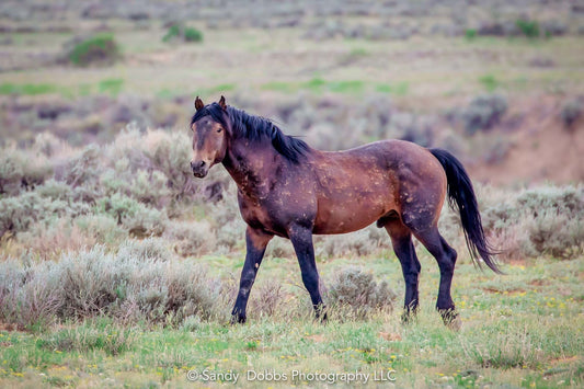 Wild Horse Wall Art Print, Wild Horse Photos, Wyoming Wildlife Canvas Prints, Cowboy Old West Decor for Home, Living Room, Bedroom, Office,