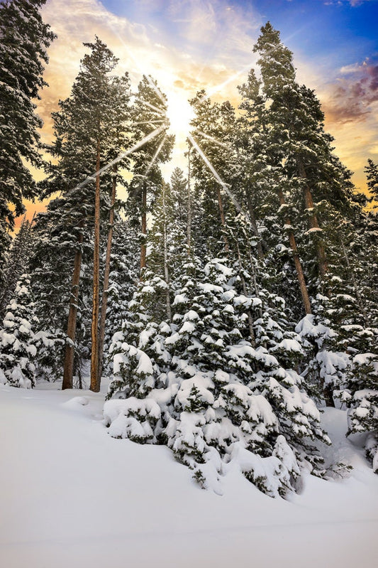 Beautiful sunburst of light coming through forest trees with snow.