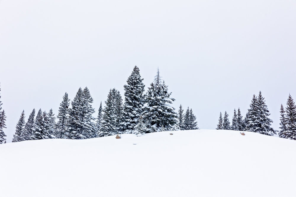 Snowy Trees Print, Colorado Winter Print, Rocky Mountain photo, Winter Mountain Canvas print, Minimalst Landscape Print, Ouray Winter