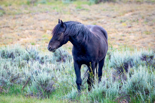 Wild Black Stallion Photo, Wild Horse Wall Art Print, Wyoming Wildlife Canvas Prints, Mustang, Cowboy Old West Decor for Home and Office,