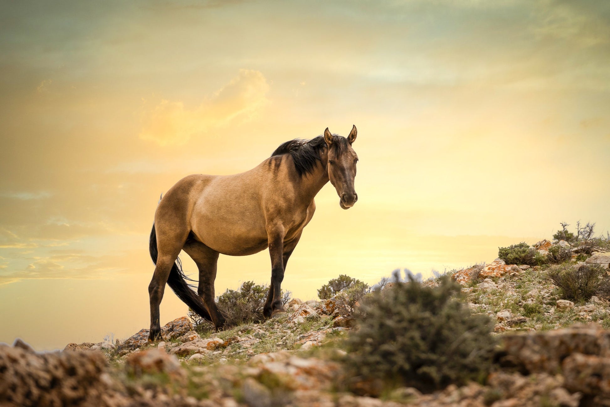 Wild Horse Wall Art Print, Wild Mustang Photos, Wyoming Wildlife Canvas Prints, Cowboy Old West Decor for Home, Living Room, Bedroom Office,