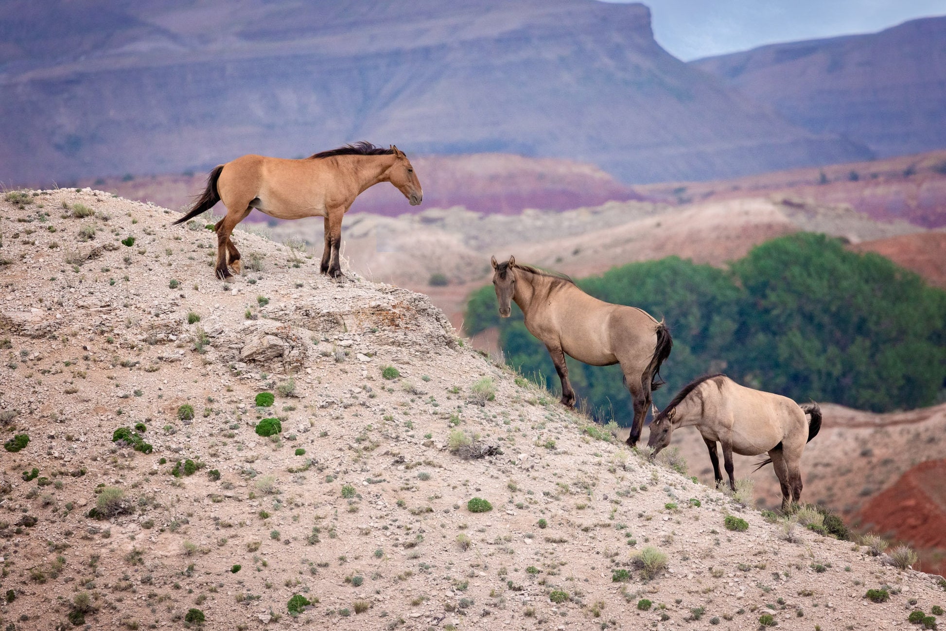 Wild Horses Wall Art Print, Wild Mustang Photo, Wyoming Wildlife Canvas Prints, Cowboy Old West Decor for Home, Living Room, Bedroom Office