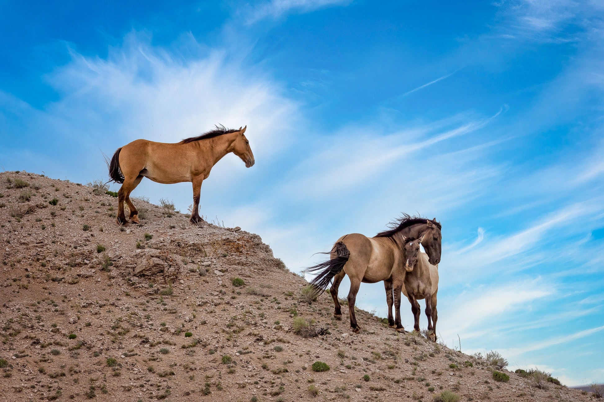 Wild Horses Wall Art Print, Wild Mustang Photo, Wyoming Wildlife Canvas Prints, Cowboy Old West Decor for Home, Living Room, Bedroom Office