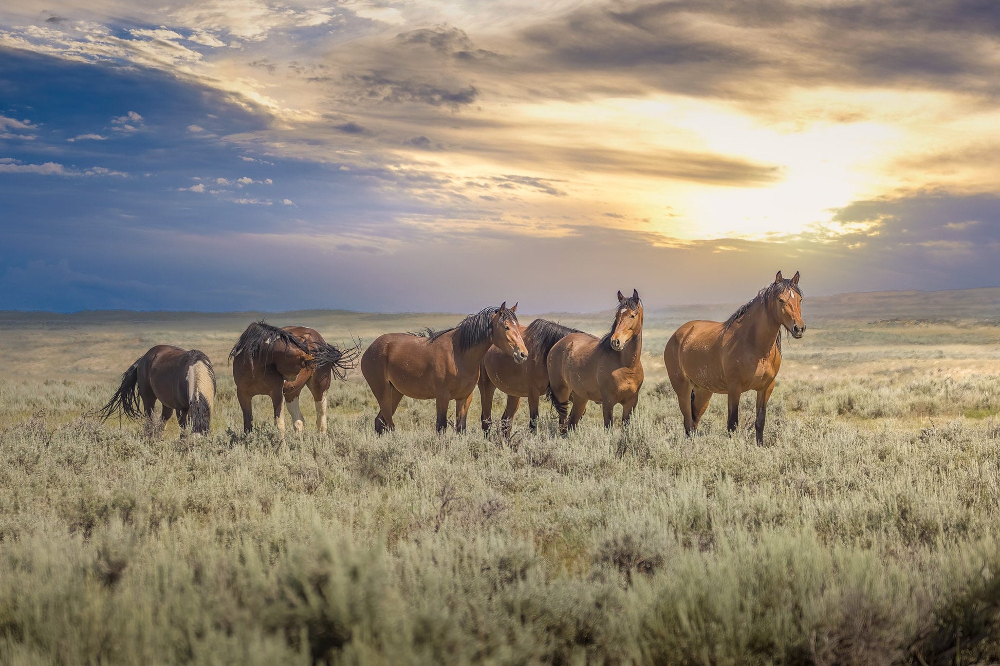 Wild horses standing in a line with ears perked up in Wyoming with sunset behind. Photo available in acrylic or metal print.