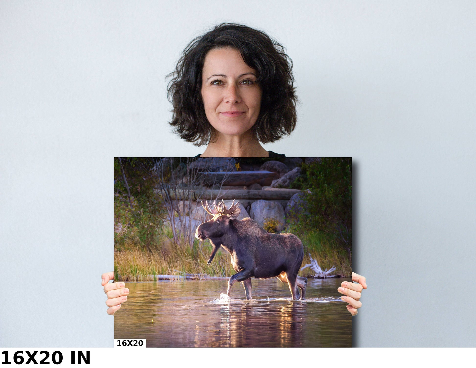 Bull Moose Wildlife Wall Canvas, Rocky Mountain National Park, Colorado Art Prints, Moose Photography, Original, Made in the USA