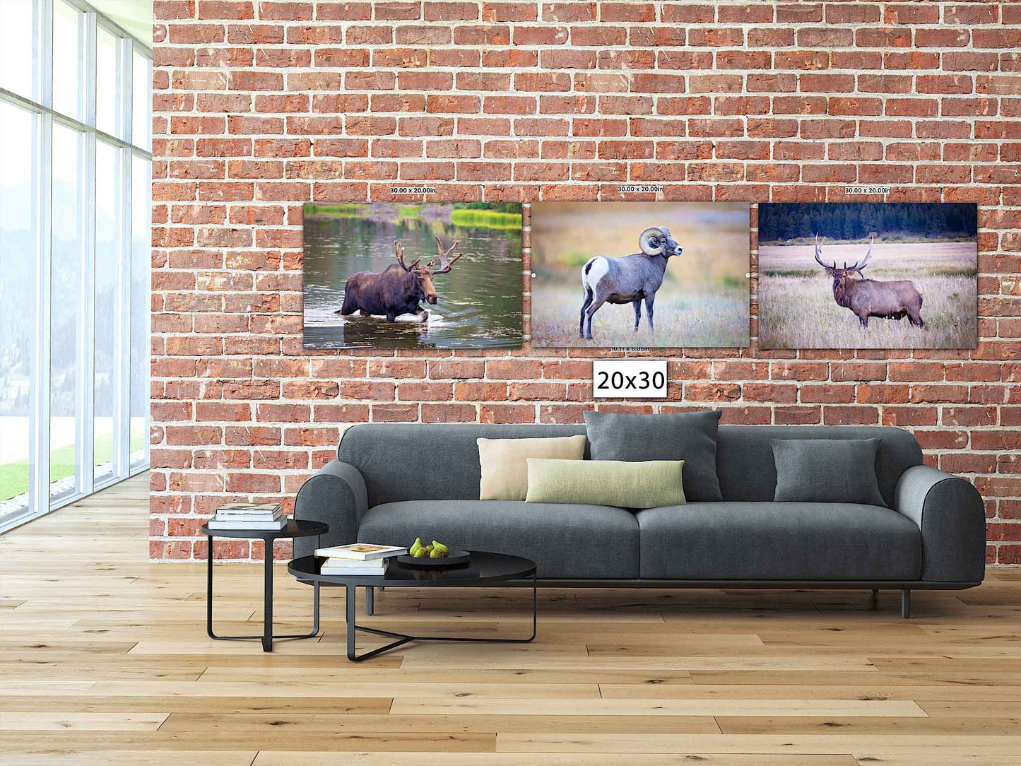 Rocky Mountain National Park Wildlife Photo Collection, Set of 3 Prints, Bull Elk Big Horn Ram Moose, Wildlife Wall Canvas, Colorado Art