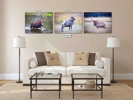 Rocky Mountain National Park Wildlife Photo Collection, Set of 3 Prints, Bull Elk Big Horn Ram Moose, Wildlife Wall Canvas, Colorado Art