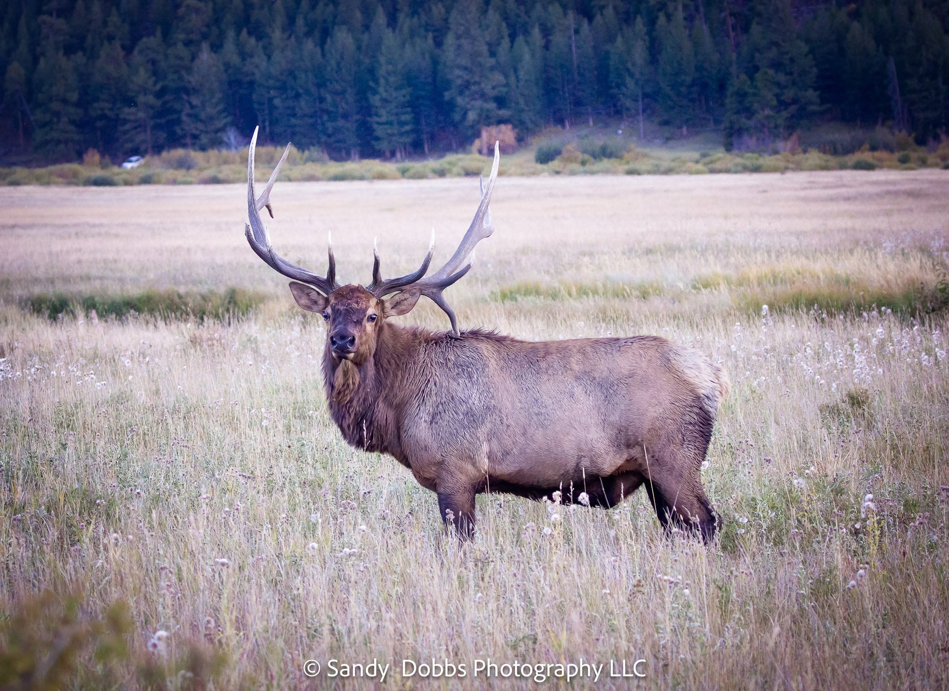 Rocky Mountain National Park Wildlife Photo Collection, Set of 3 Prints, Bull Elk Big Horn Ram Moose, Wildlife Wall Canvas, Colorado Art