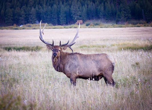 Large bull elk with very large antlers standing in Moraine Park in Rocky Mountain National Park in late evening. Photo taken September 2023 by Sandy Dobbs. Prints and canvases available.