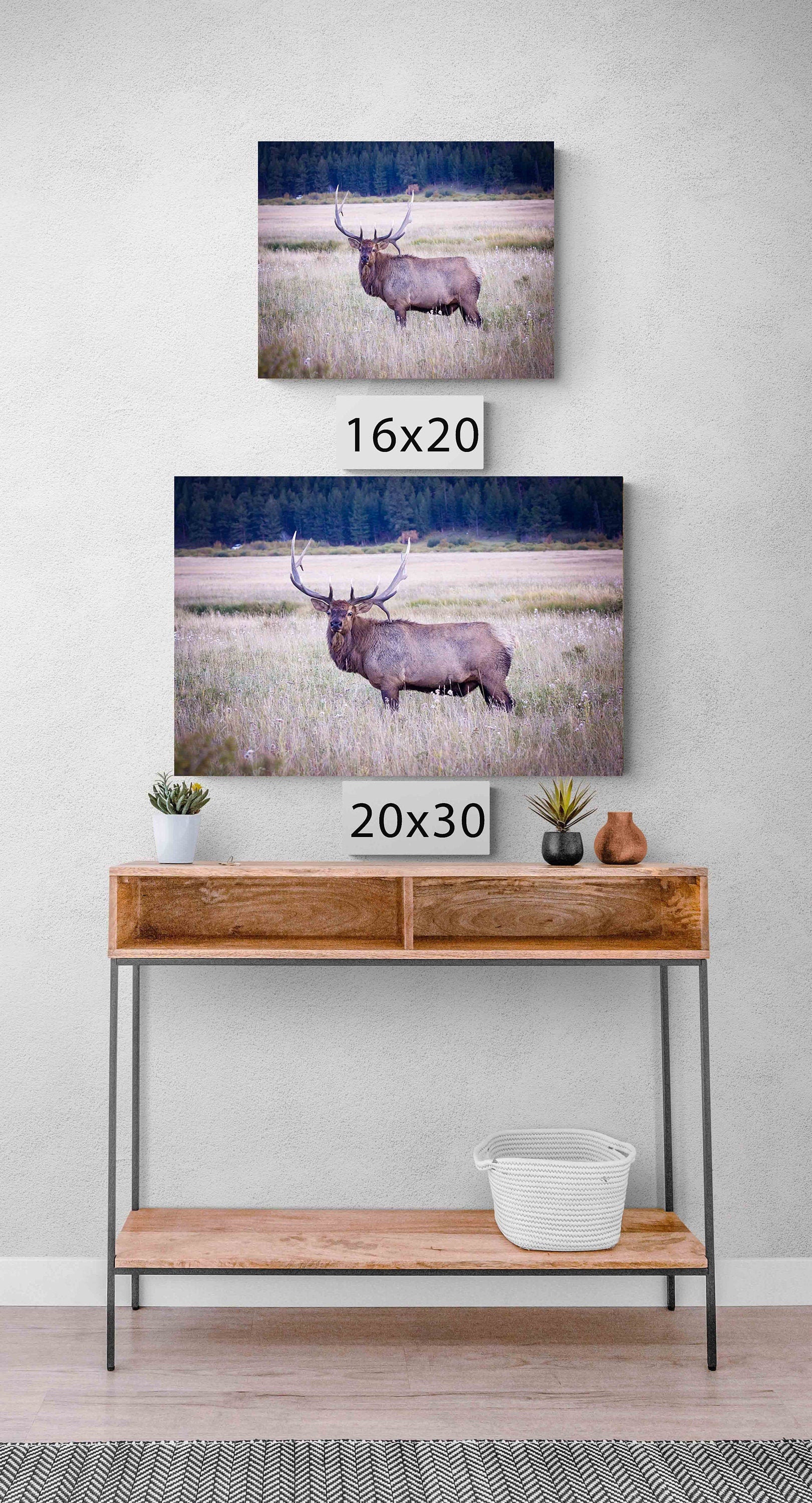 Bull Elk Photo Canvas Art, Wildlife Wall Decor, Rocky Mountain National Park, Colorado Elk Photography, Fine Art Print, Made in the USA