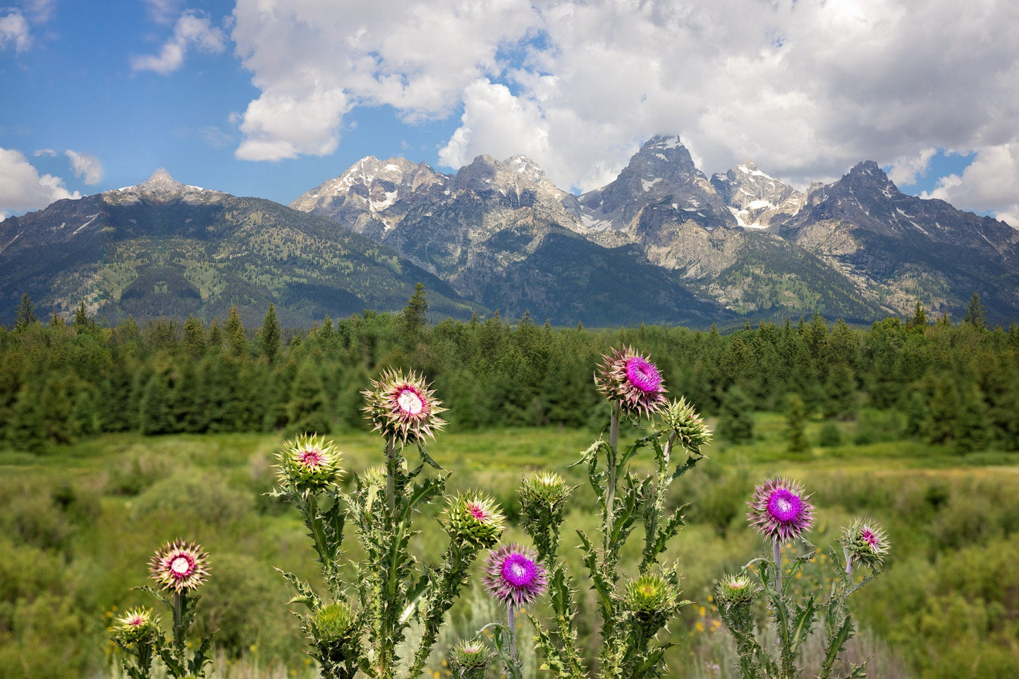 Thistle Canvas Print, Grand Teton National Park Landscape Photo Canvas, Mountain Wall Art, Wyoming Photography