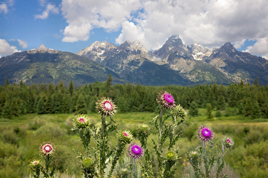 Thistle Canvas Print, Grand Teton National Park Landscape Photo Canvas, Mountain Wall Art, Wyoming Photography