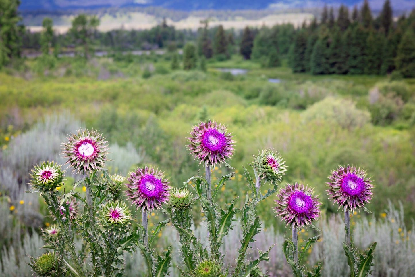 Thistle Canvas Print, Grand Teton National Park Landscape Photo Canvas, Mountain Wall Art, Wyoming Photography