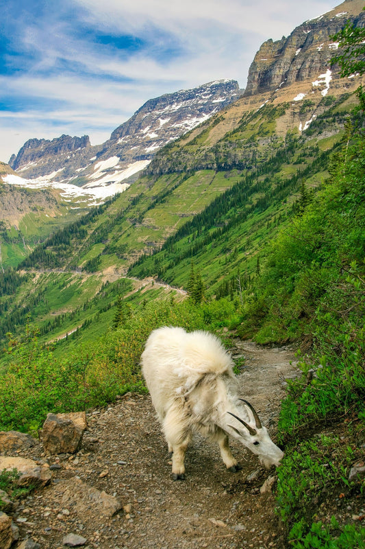 Mountain Goat on Highline Trail Glacier National Park, Going to the Sun Road, Montana Mountain Landscape, Logan Pass, Vertical Canvas Print