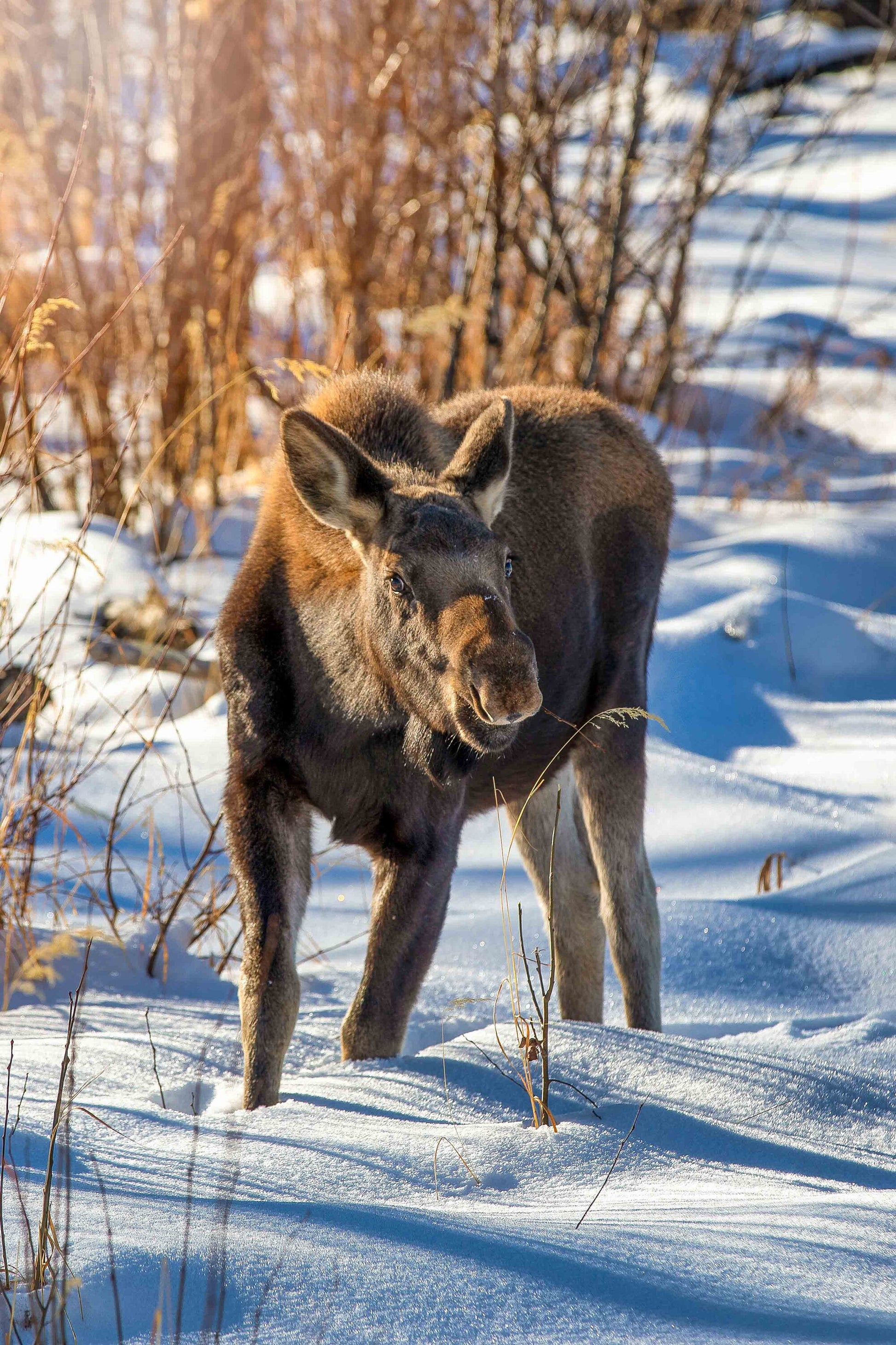 Moose Cow and Calf Photo, Rocky Mountain National Park, Colorado Canvas Wall Art Prints, Original Wildlife Photography, Canvas Decor